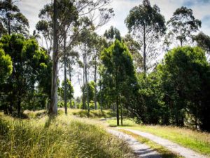 Sustainable Fine Timber Eucalyptus Trees