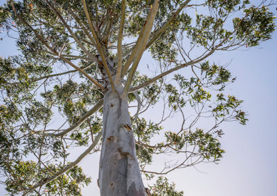 Sustainable Fine Timber Eucalyptus Tree
