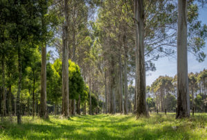 Sustainable Fine Timber Eucalyptus Trees