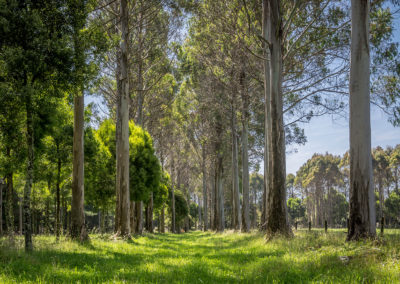 Sustainable Fine Timber Eucalyptus Trees